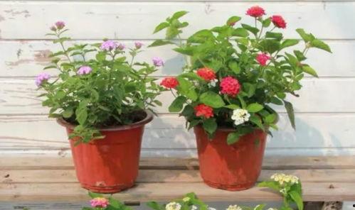 武汉小阿姨爆料视频最新,揭秘疫情下的真实生活与挑战